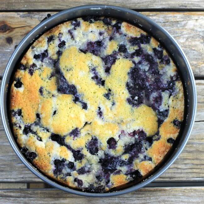 Baked blueberry kuchen in a spring-form pan.